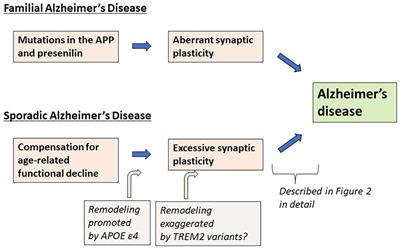 Excessive/Aberrant and Maladaptive Synaptic Plasticity: A Hypothesis for the Pathogenesis of Alzheimer’s Disease